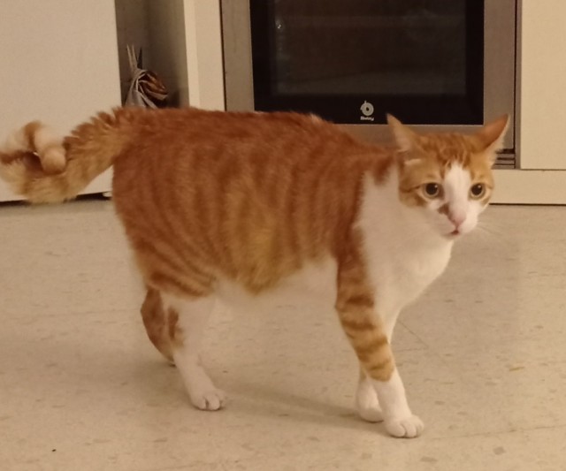 К котовторнику