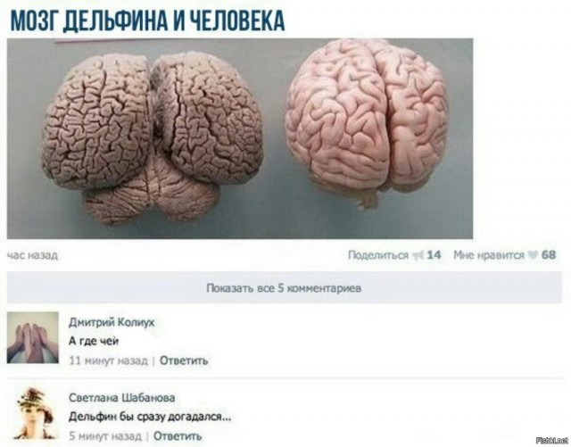 Думы Бони