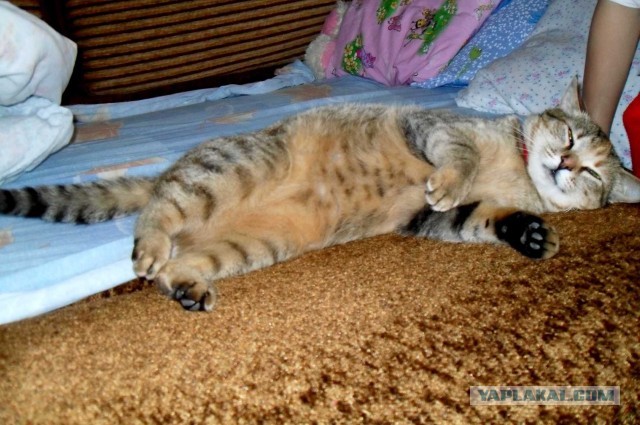Котовторник 09.04.2013