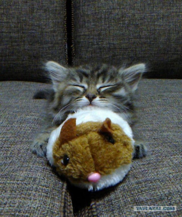 Такой маленький, а уже белорус