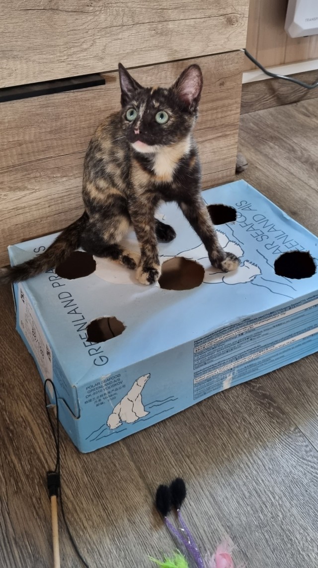 К - Котовторник ☺ Пополнение