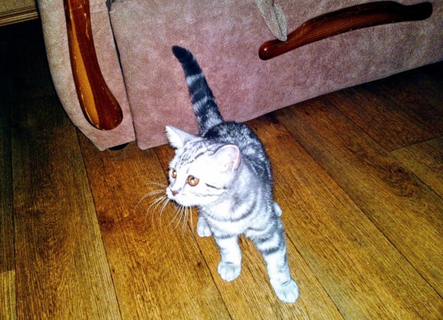 Юбилей кота 09.ХII.2013