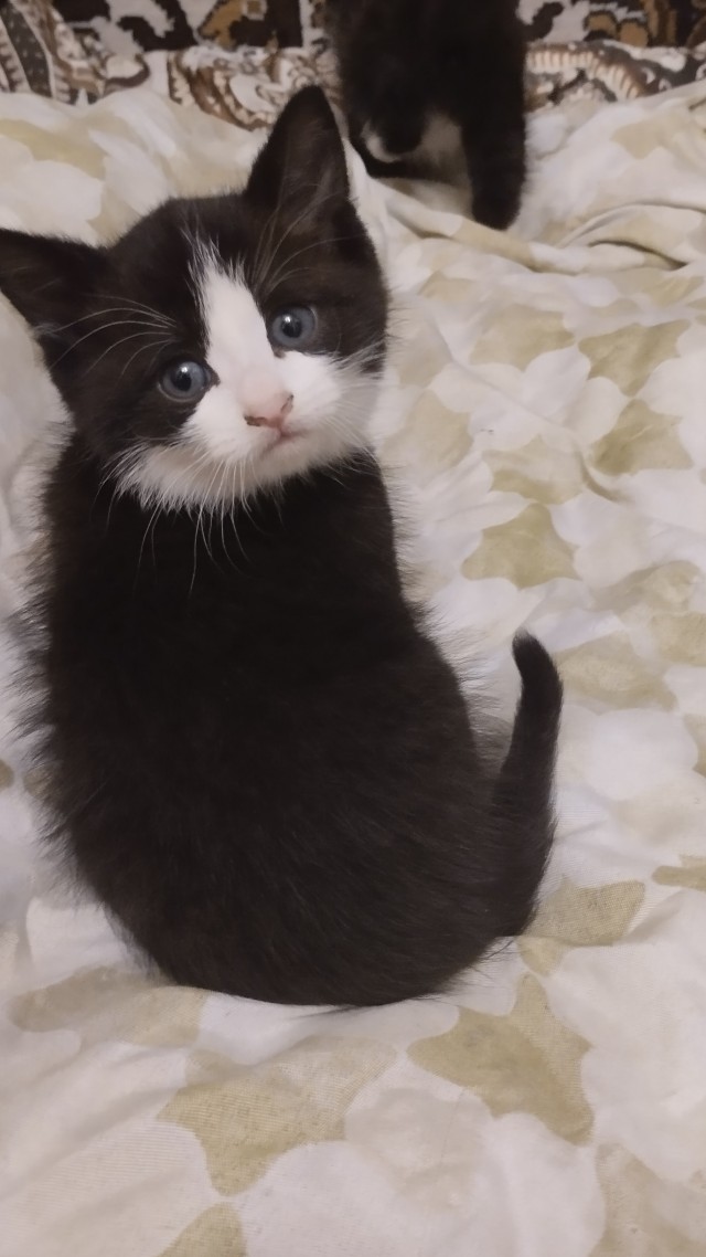Заводские коты