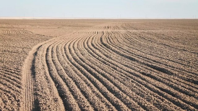 Представители Российского зернового союза направили обращение к президенту Владимиру Путину, жалуясь на дефицит и качество семян