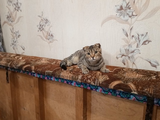 Первая мышь