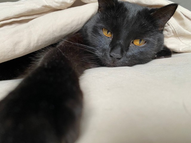 Котовторник 05/11/2024