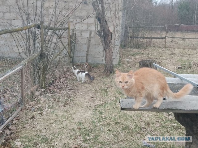 Жизнь домашнего приюта для котеек 537