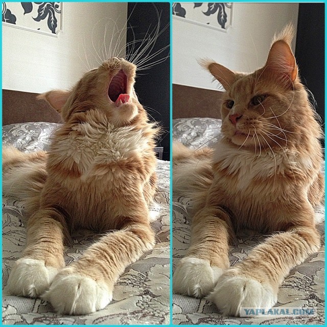 Немного о  Мейн Куне.