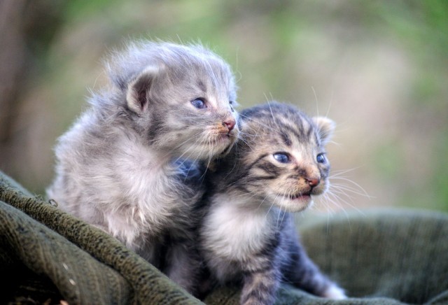 Тёплое, лаповое к котовторнику.