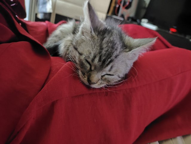 Котенок в добрые руки. Москва и МО