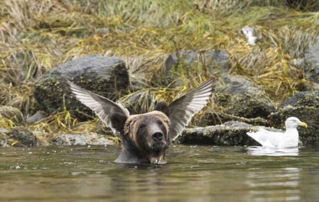 Победители и финалисты премии Wildlife Comedy Photography Awards в области фотографии дикой природы (2016)