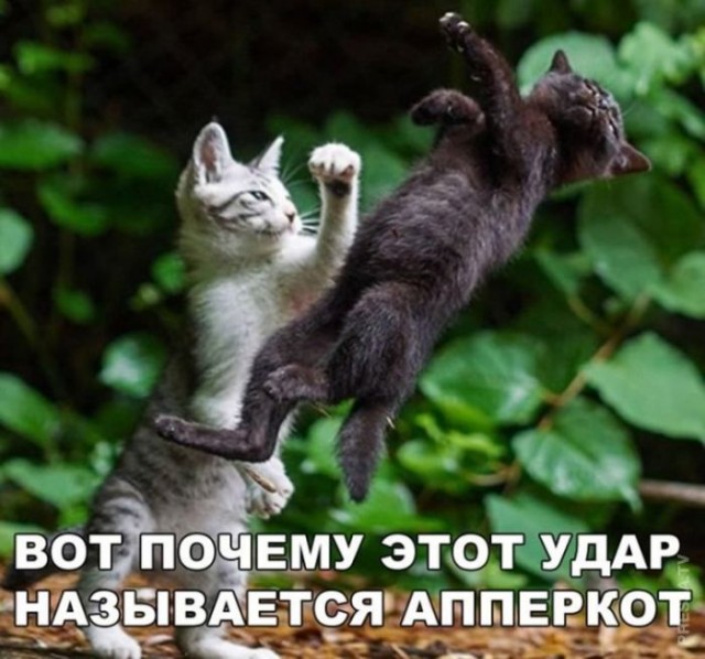 Картинки для деградации 61 (разной степени свежести)
