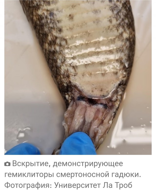 Змеиный клитор