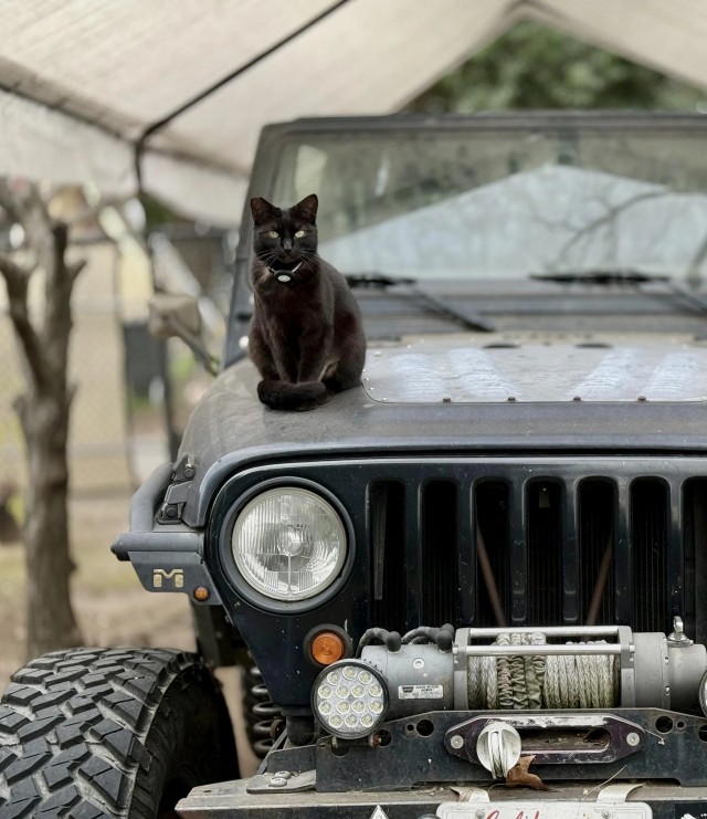 Кошка охраняет джип