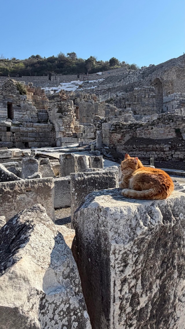 Кошки в развалинах Эфеса, Турция