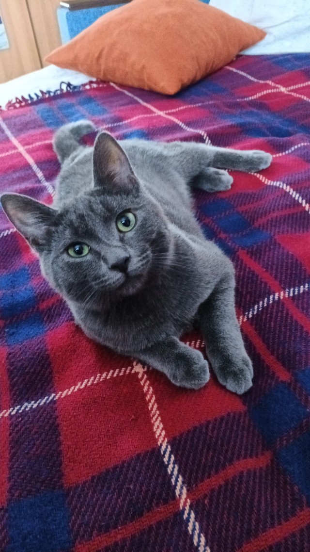 Котофторник жеж