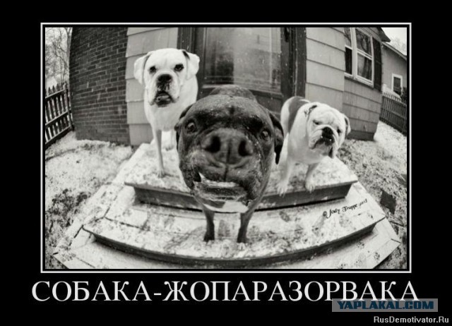 Противникам ДогХантеров