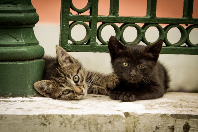 Котовторник  30.07.2013
