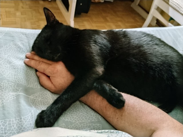 Было — Стало (котовторник)