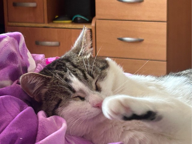 К котовтонику вам, коллеги, моего чудища