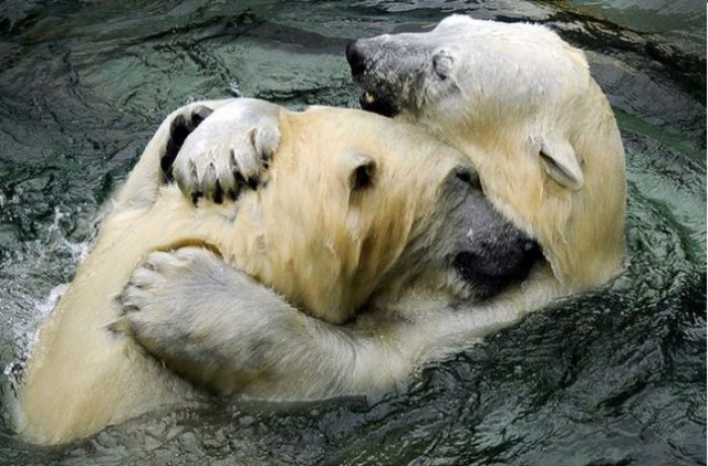 В Новосибирском зоопарке родился медвежонок.