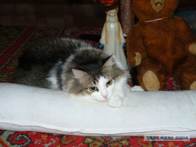 Котовторник 04.03.2014