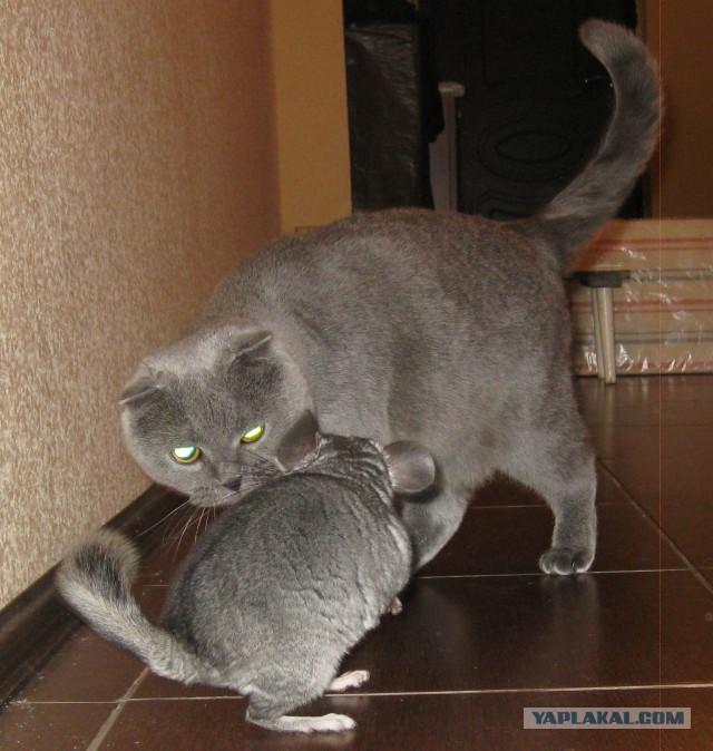 Котовторник 04.03.2014