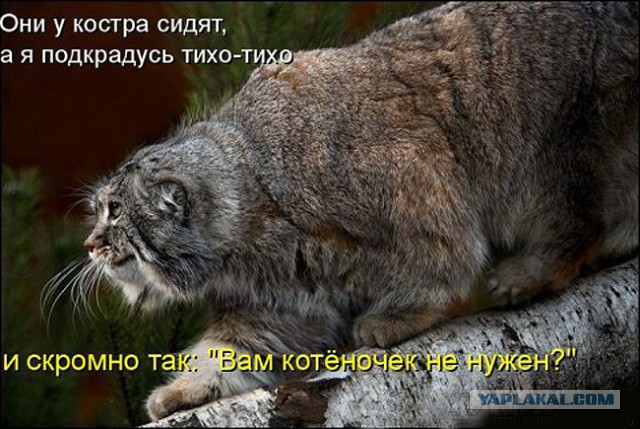 Котовторник  25.03.2014