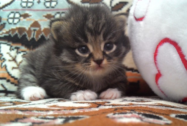 Котовторник 01.04.2014