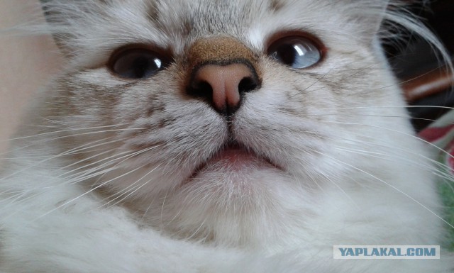 Котовторник 6.05.2014
