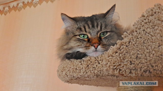 С Котовторником!