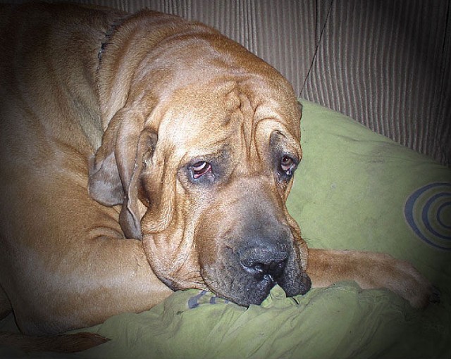 Жрите мясо!