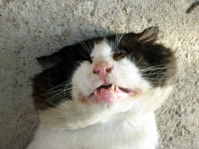 Котовторник 2.12.14