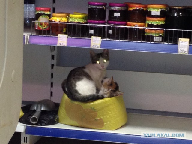 Котовторник 16.12.2014