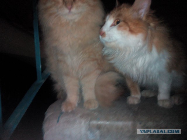 Котовторник