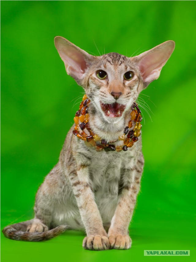 Котовторник