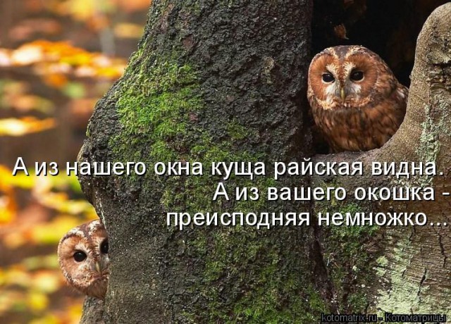 Совы тоже могут в мемы