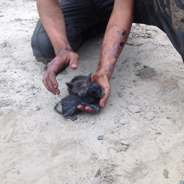 Житель Нефтеюганска спас двух котят из нефти