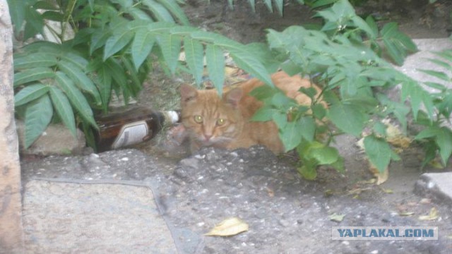 Котовторник 04.08.2015