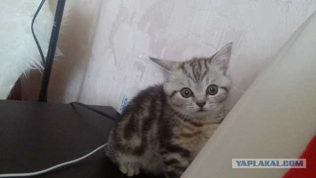 Котовторник 18.08.2015