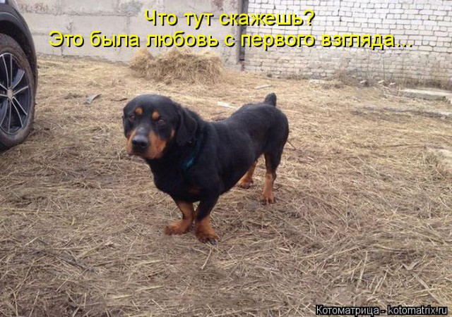 Если взять и смешать разные породы