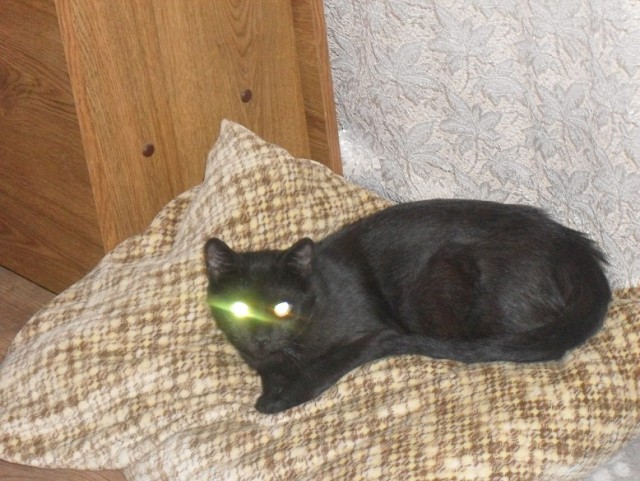 Котовторник 15-09-2015 !