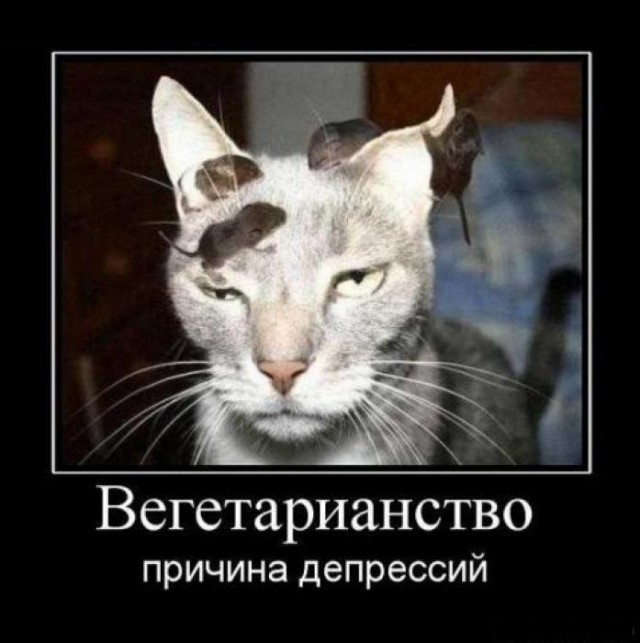 Я не веган!