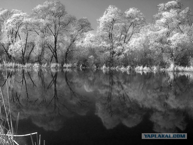 Искусство инфракрасной фотографии