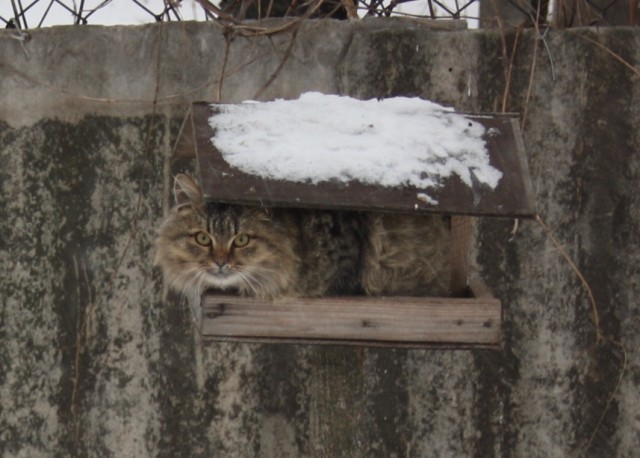Котовторник 26.01.2016