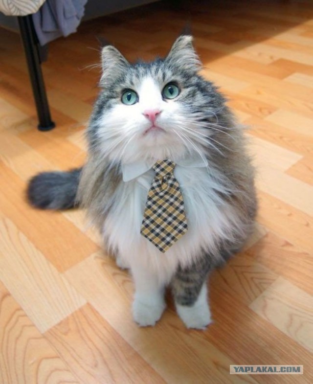 Котовторник 16.02.16