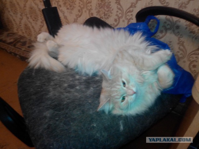 Мой кот, мои правила!