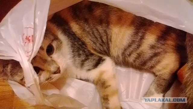 Кот-падоног. Есть у вас такой?