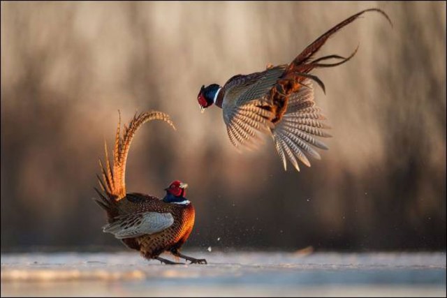 Подборка картинок 29.03.16