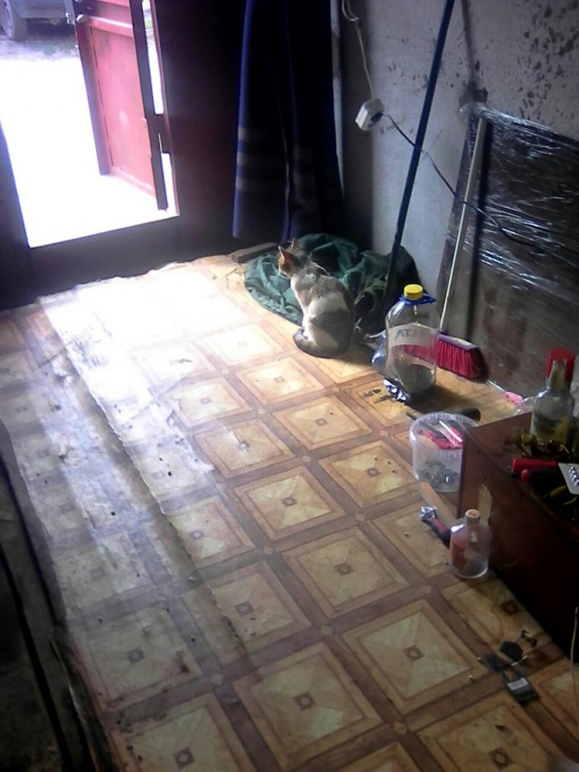 Котовторник 20.09.2016